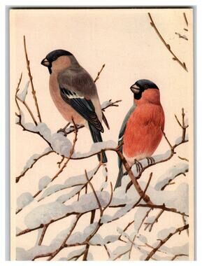 Vintage Bullfinch Birds Winter Scene Art Postcard Snegir Nature Ornithology